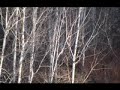 Saskatchewan Whitetail hunt