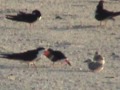 Black Skimmers of Navarre Beach Florida Black Skimmers of Navarre Beach Florida
