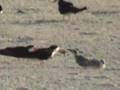 Black Skimmers of Navarre Beach Florida