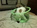 Laundry Cat