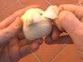 Florablog Piantare bulbi di aglio in vaso