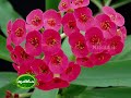 Success story on cultivation of euphorbia by Mr.Sathar, Kannur