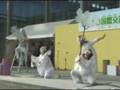 いしかわ国際交流祭2008in野々市