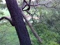Strange noises on the Warburton Rail Trail