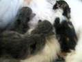 new born kittens 
