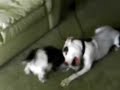 Pitbull vs. Shi Tzu