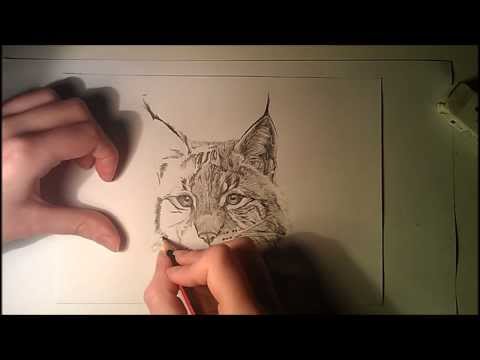 how to draw lynx