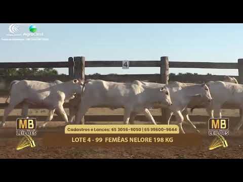 512� LEIL�O VIRTUAL MB LEIL�ES