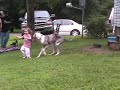 Kid gets nailed by huge dog. Kid gets nailed by huge dog.
