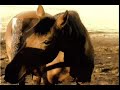 HORSE HONEY HORSE HONEY