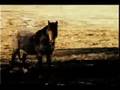 Horse honey