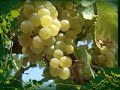 vrsac sa vama Manele-Gratis.net