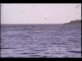 Griquet-Great Northern Penninsula-Newfoundland