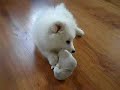 american-eskimo-puppies-week-9-9.html