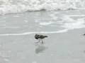 Shore Birds