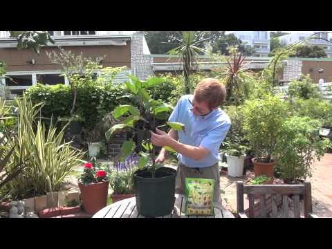 how to fertilize eggplant