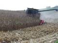 Case 8010 Combining Corn