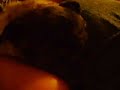 Neigel snoring