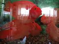 Blood parrot fish Blood parrot fish