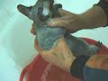 Sphynx kitten - funny bath