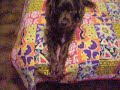 Plutino il cane Rompiballe Plutino il cane Rompiballe