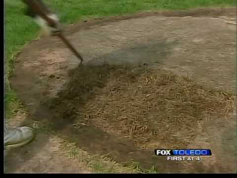 how to replant a dead lawn
