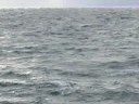 Whale watching, Husavik, Iceland 2008