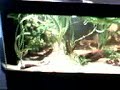 discus acquario 500 lt - ezio senago milano -