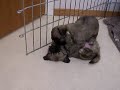 Tibbie puppys 1 Tibbie puppys 1