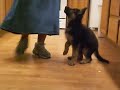 Puppy obedience