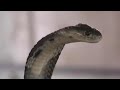 King Cobra Snakeshow