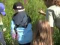 Kids release Galerucella along the Neponset