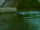 Man Falls off bridge!!! Man Falls off bridge!!!