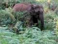 Elephant eating grass