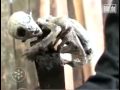 Un bébé extraterrestre retrouvé au Mexique ! Default
