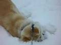 雪遊びする秋田犬「さくら」