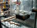 Giant Parakeet Cage
