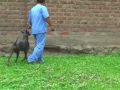 PERUVIAN HAIRLESS DOG KENNEL NACION VIRINGO