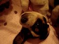 BASSET HOUND PUPPIES 4 WK 2 DAYS EATING IN THE EARLY AM! WITH SOME EXTREME CLOSEUPS