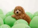 Cute Puppies & Dogs 3
