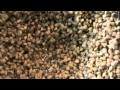 How To Sprout Raw Buckwheat Groats, Ep239