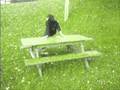 videos de Free-Running-Team_L-T