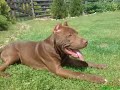 pit bull