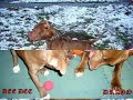 pit bull