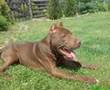 LOGAN Pit Bull Red Nose WRZ