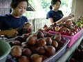 Jardins balinais, fruits\\ Ogrody, owoce-Bali Jardins balinais, fruits\\ Ogrody, owoce-Bali