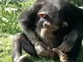 video de chistosos