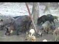 Ver Video