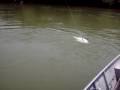 videos de Pescareta Suiá Miçu 2008