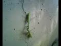 Mantide religiosa